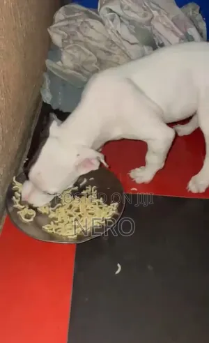 1-3 months Male Purebred American Bully
