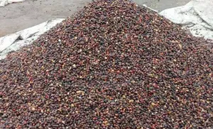 Palm Kernel Seed Available in Tones