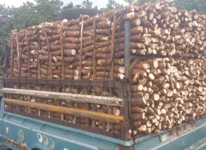 Fresh Cassava for Sale in Edo State Nigeria