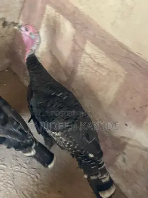 Local Turkey