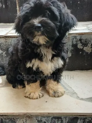 3-6 months Male Purebred Lhasa Apso