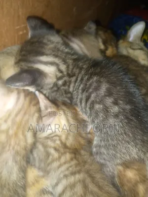 0-1 month Female Purebred Tabby