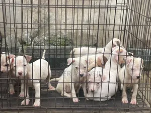 1-3 months Female Purebred American Pit Bull Terrier
