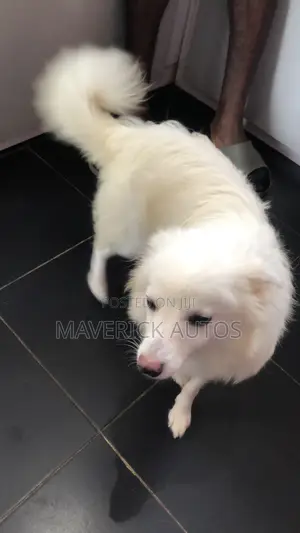1+ year Female Purebred American Eskimo