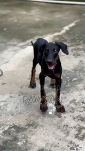 3-6 months Male Purebred Doberman Pinscher