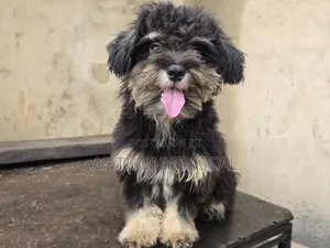 6-12 months Male Purebred Lhasa Apso
