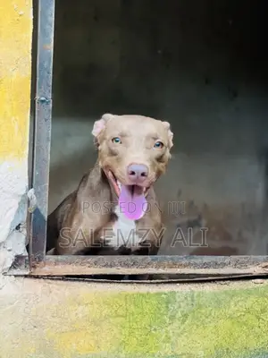 1+ year Female Purebred American Pit Bull Terrier
