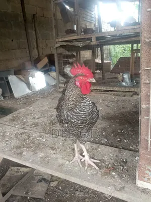 Male Noiler Cocks