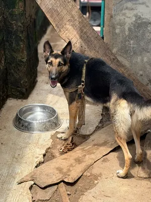 1+ year Female Purebred German Shepherd