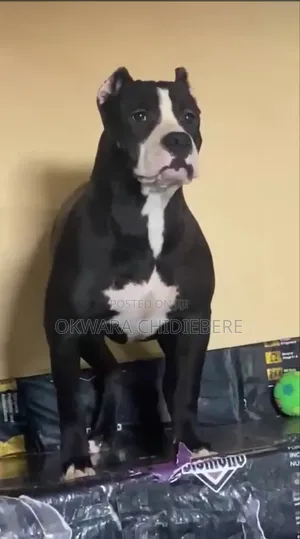 6-12 months Female Purebred American Bully