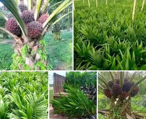 2 Years Fruiting Oil Palm