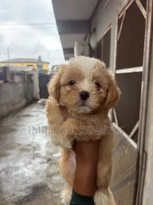 1-3 months Male Purebred Lhasa Apso