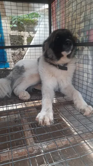 1+ year Male Purebred Caucasian Shepherd