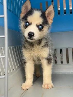 1-3 months Male Purebred Siberian Husky