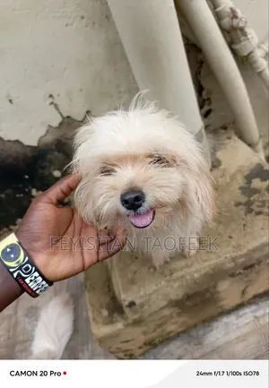 1+ year Female Purebred Lhasa Apso