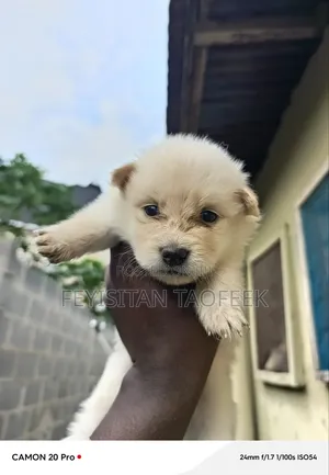 1-3 months Male Purebred American Eskimo