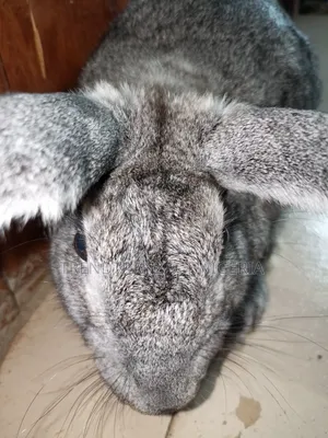 American Chinchilla Rabbits