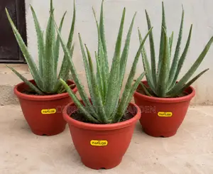 Aloevera Plant