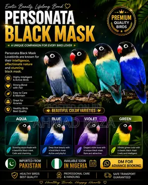 Lovebirds Personata Parrot