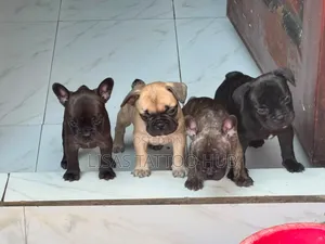 0-1 month Male Purebred French Bulldog
