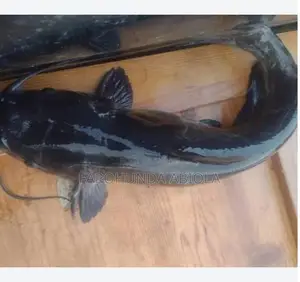 Matured Cat Fish