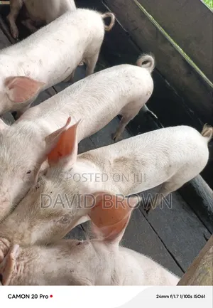 Dbrown Farm