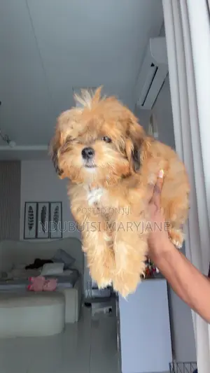 1-3 months Male Purebred Lhasa Apso