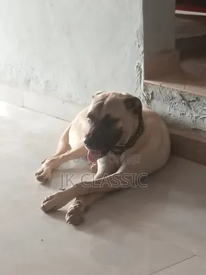 1+ year Male Purebred Boerboel