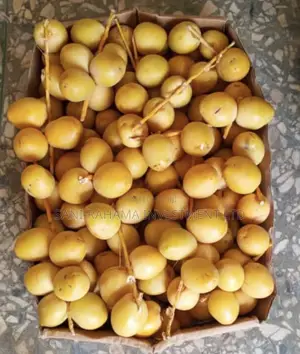 Fresh Original Saudi Yellow Dates (Rutab) | Premium Quality