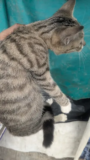 3-6 months Female Purebred American Shorthair