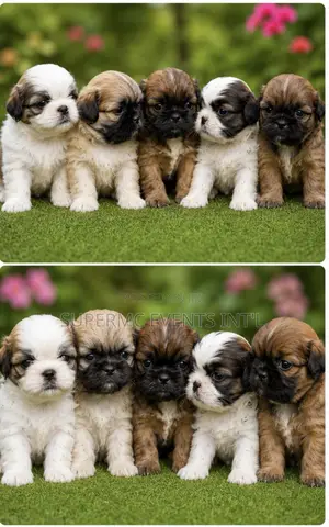 0-1 month Female Purebred Shih Tzu