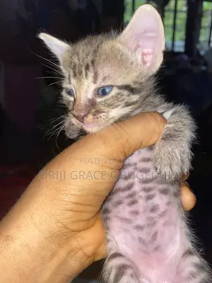 1-3 months Male Purebred Abyssinian