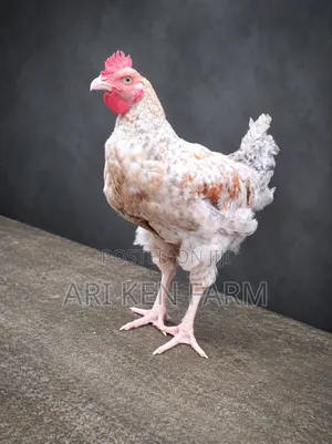 Noiler Chickens: Big and Meaty.