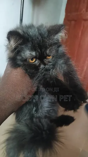 1-3 months Female Purebred Persian