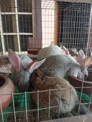 New Zealand White and Chichilla Rabbit