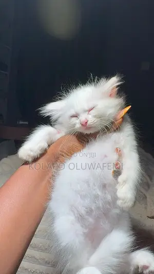 1-3 months Female Purebred Persian