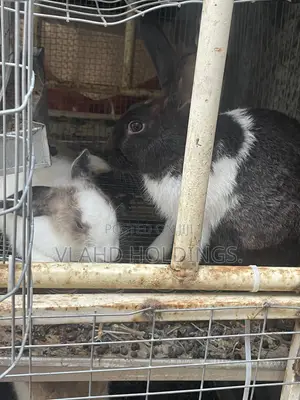 Matured Healthy New Zealand,Dutch Rabbits for Sale