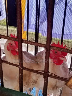 Healthy Broiler Chickens (6 Weeks Above) Available for Sale