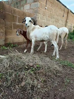 Ram for Sale