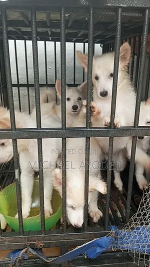 American Eskimo Puppies
