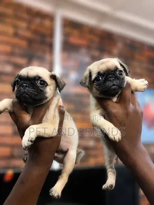 1-3 months Female Purebred Pug