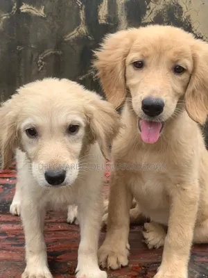 1-3 months Female Purebred Golden Retriever