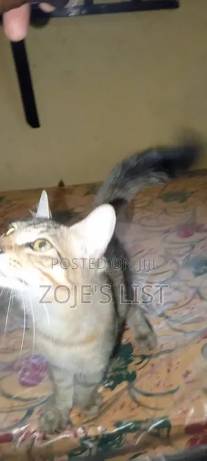 3-6 months Male Mixed Breed Turkish Angora