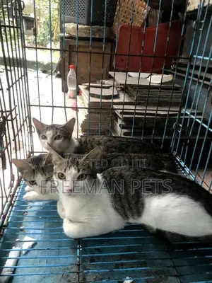 1-3 months Female Mixed Breed Tabby