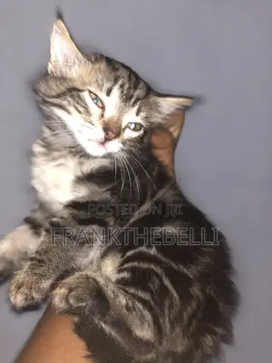 1-3 months Male Purebred Maine Coon