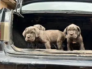 1-3 months Male Purebred Cane Corso