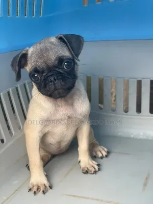 1-3 months Female Purebred Pug