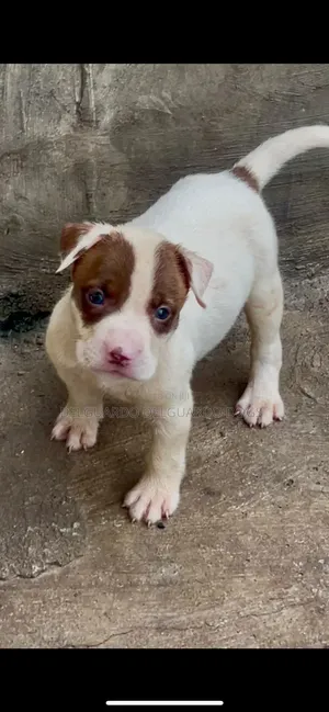 1-3 months Male Purebred American Pit Bull Terrier