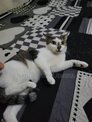 3-6 months Female Mixed Breed American Shorthair