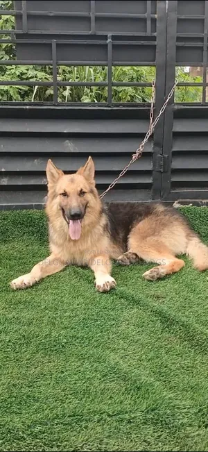 1+ year Male Purebred German Shepherd